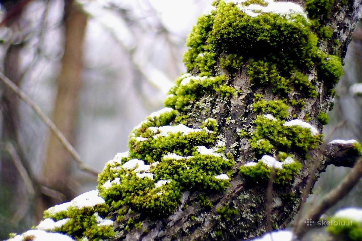 Įvairūs objektyvai fotoaparatams - nuotraukos Nr. 13
