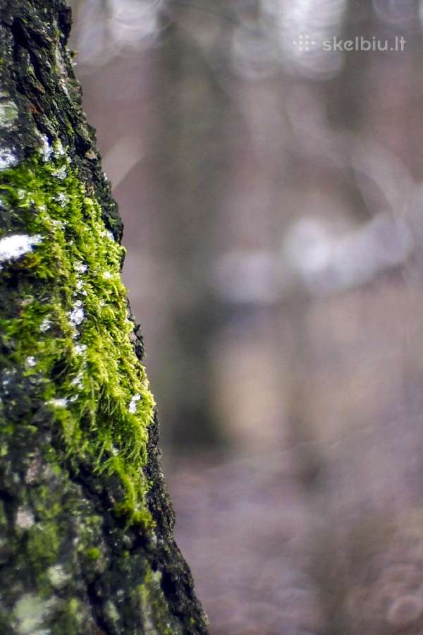 Įvairūs objektyvai fotoaparatams - nuotraukos Nr. 16