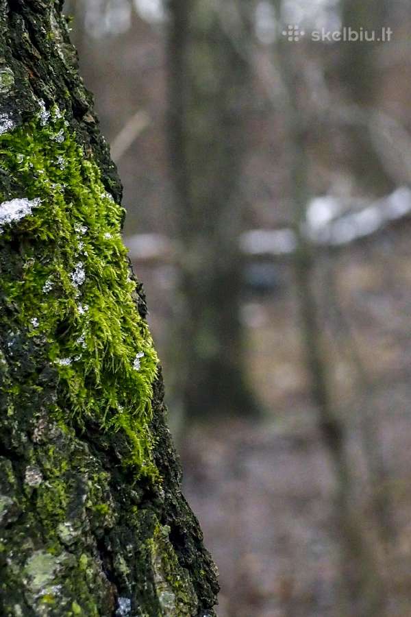 Įvairūs objektyvai fotoaparatams - nuotraukos Nr. 17