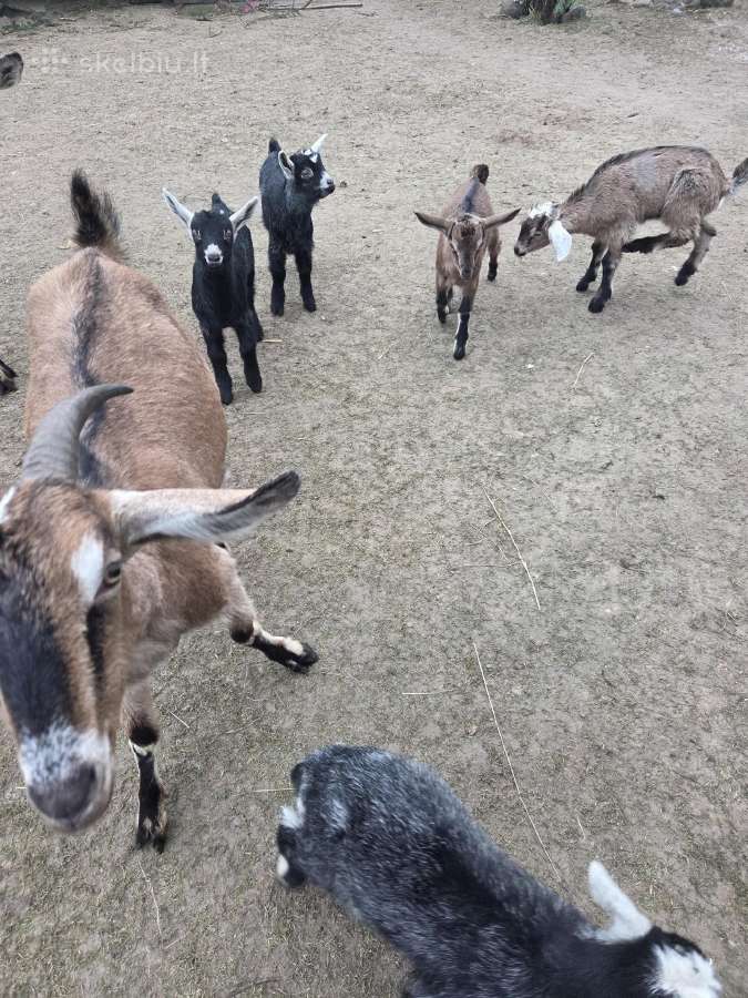 Parduodamos ožkos