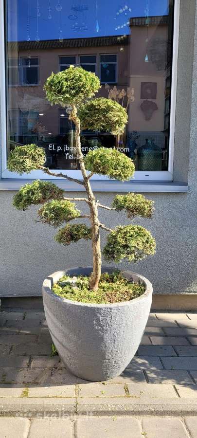 Tujų bonsai