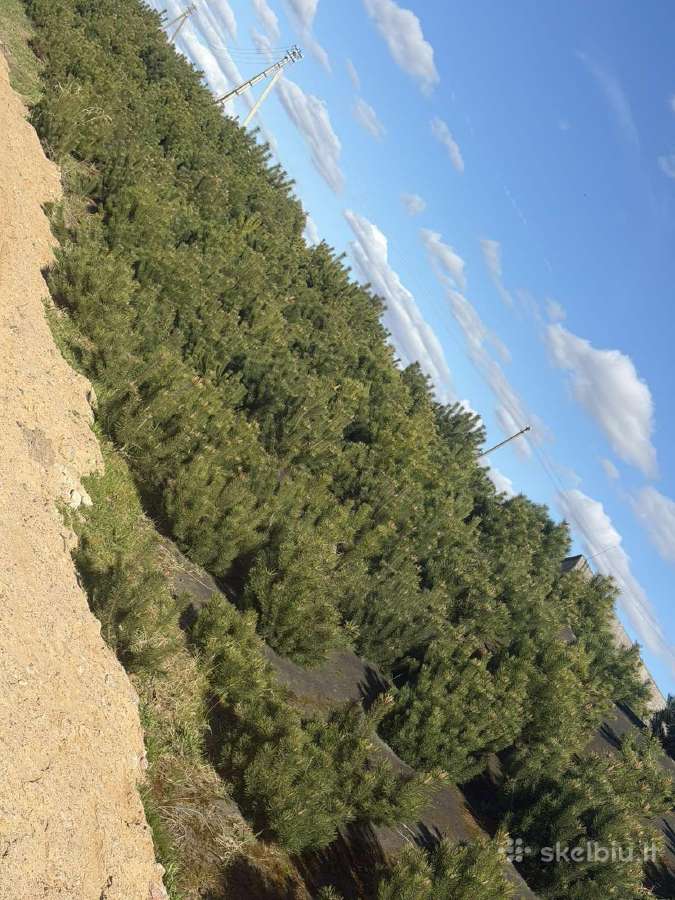 Juodosios kalnines puseles