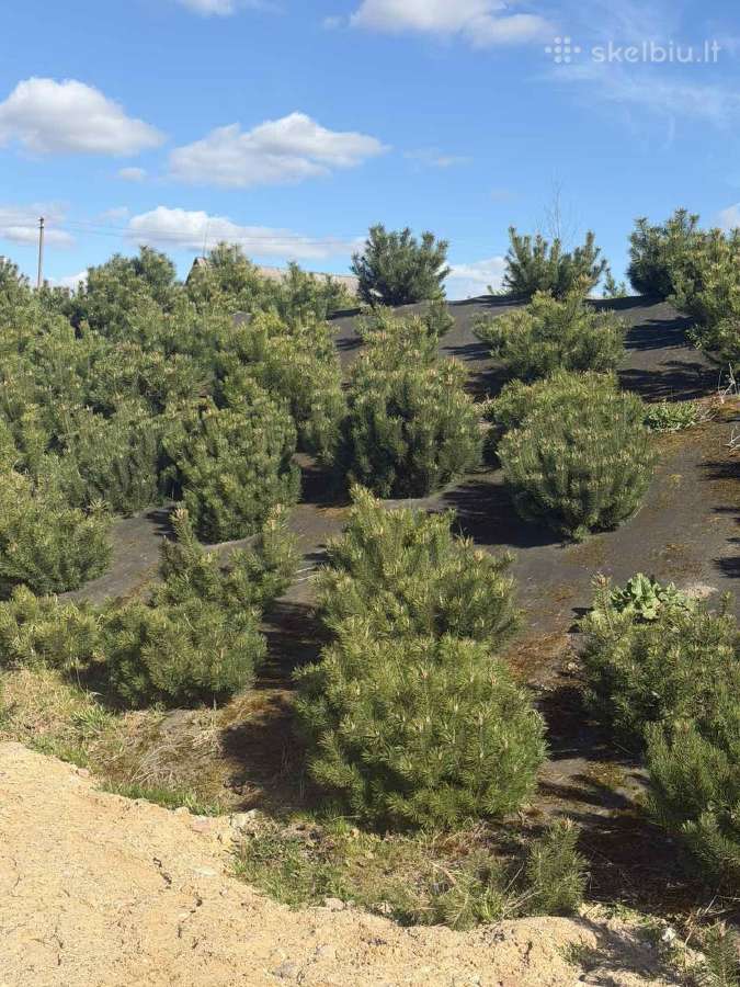Juodosios kalnines puseles - nuotraukos Nr. 2
