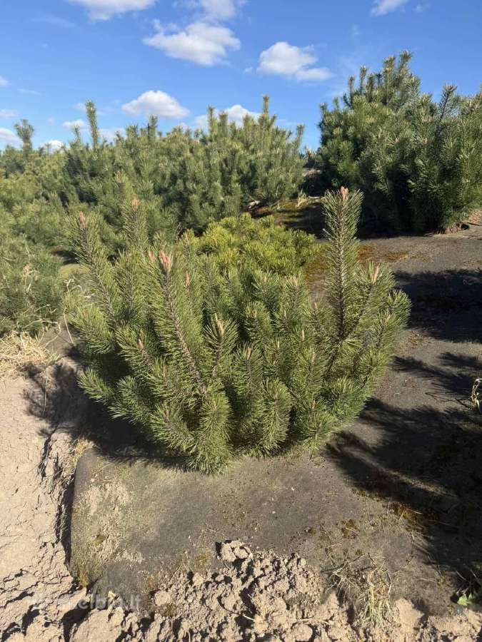 Juodosios kalnines puseles - nuotraukos Nr. 3