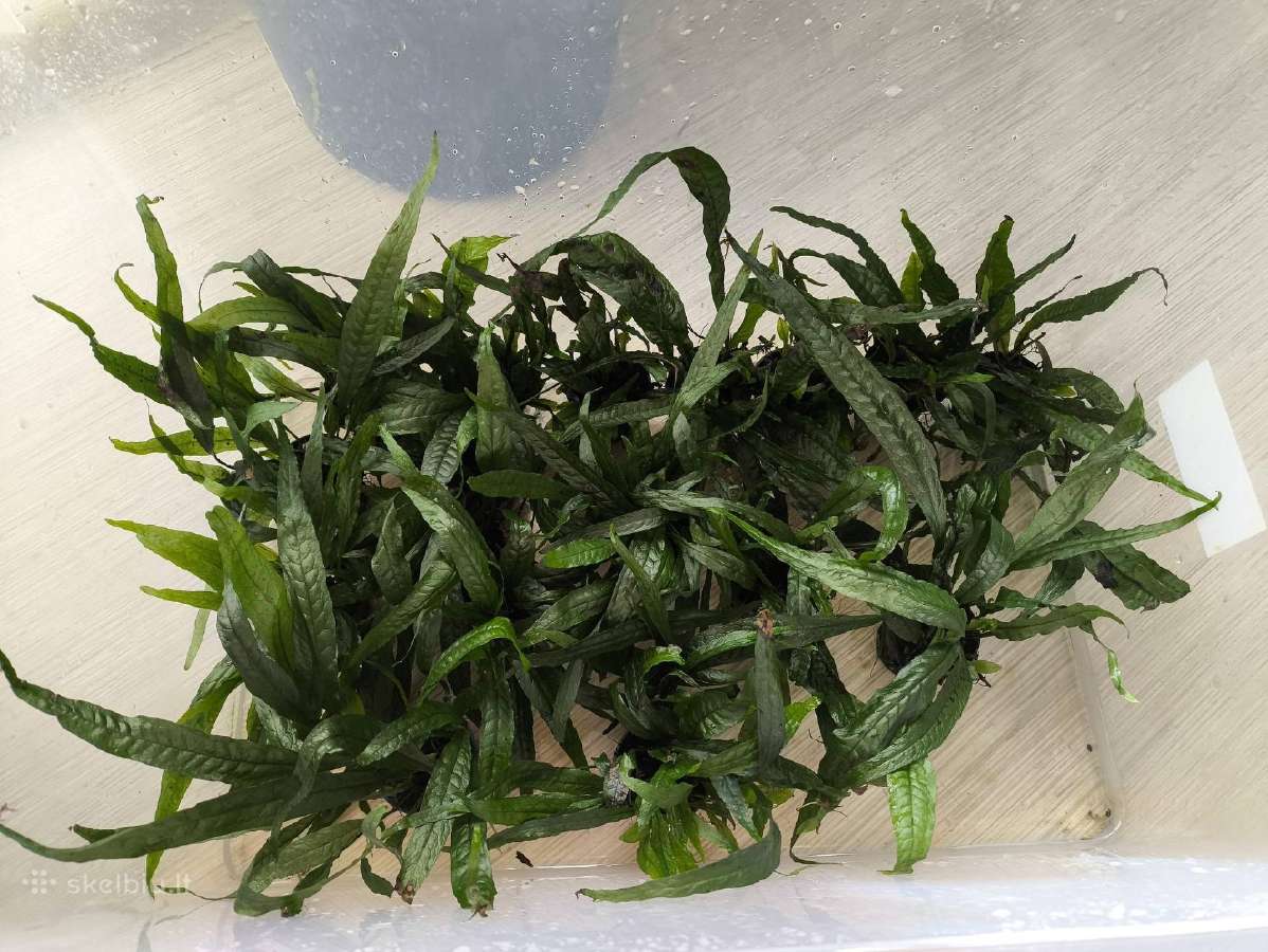 Akvariumo augalas Microsorum pteropus (Java fern)