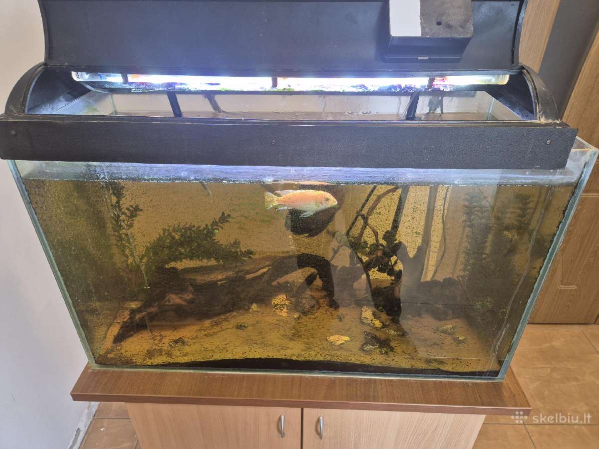 Akvariumas 150l įrengtas su spintele ir įranga - nuotraukos Nr. 4