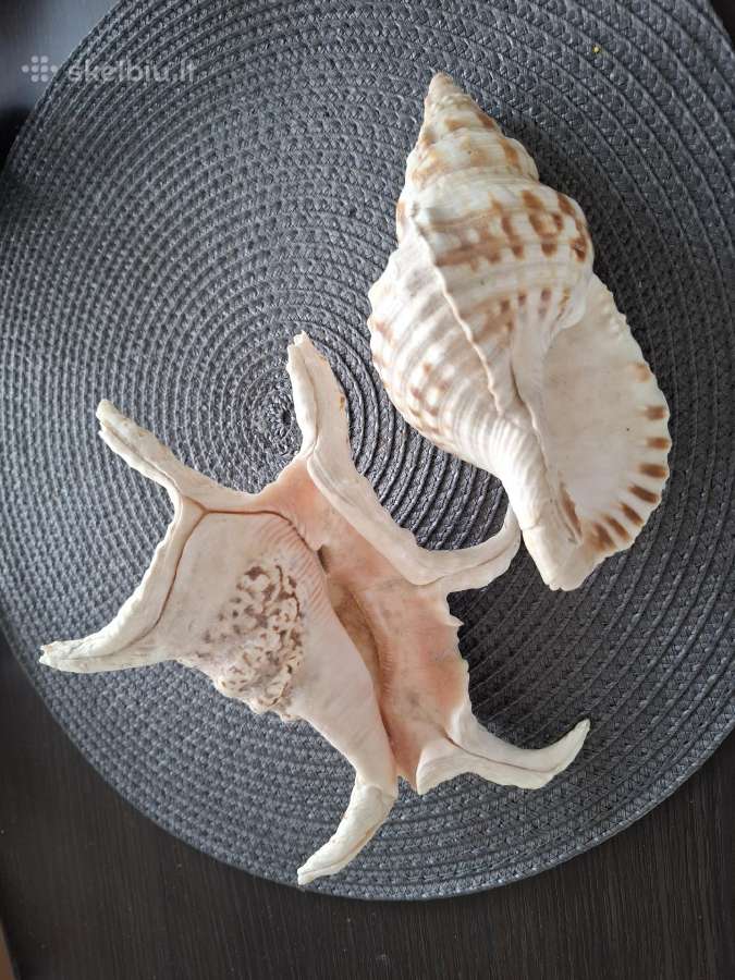 Kriauklės 26 €