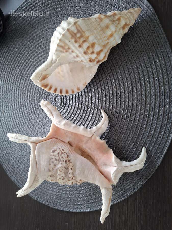 Kriauklės 26 € - nuotraukos Nr. 2