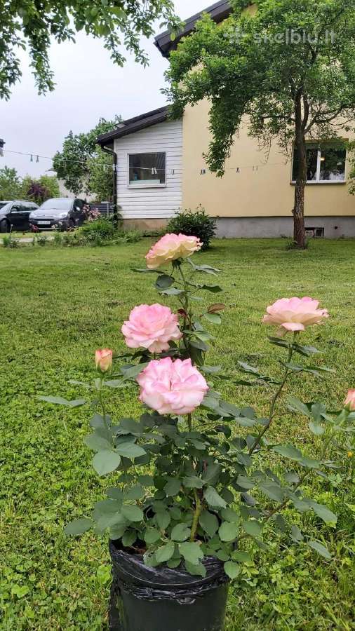Sodo namo nuoma / 800 euru +komunaliniai. - nuotraukos Nr. 2