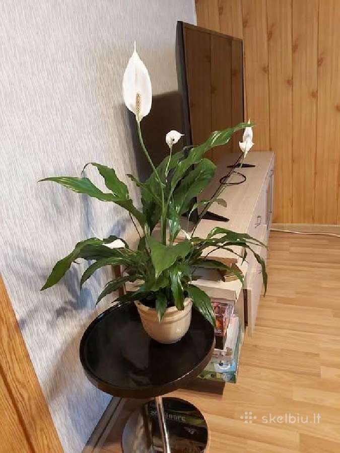 Sodo namo nuoma / 800 euru +komunaliniai. - nuotraukos Nr. 3