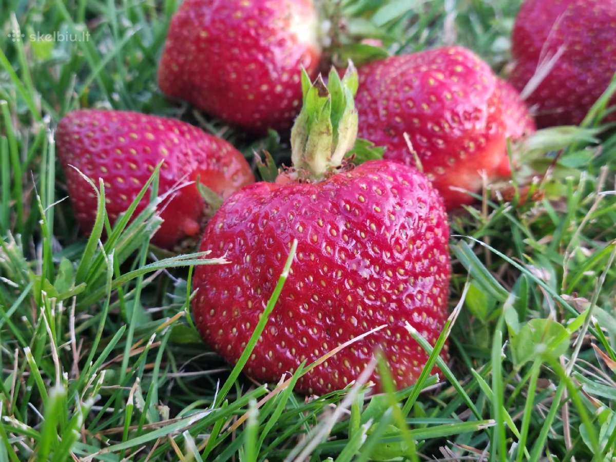 Geriausios braškių veislės "Vikat"