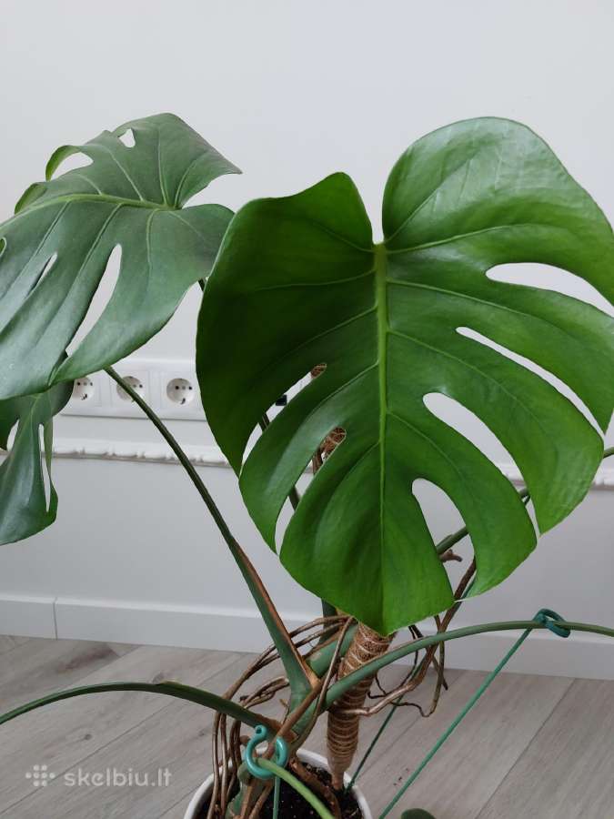 Kambarinė gėlė Monstera