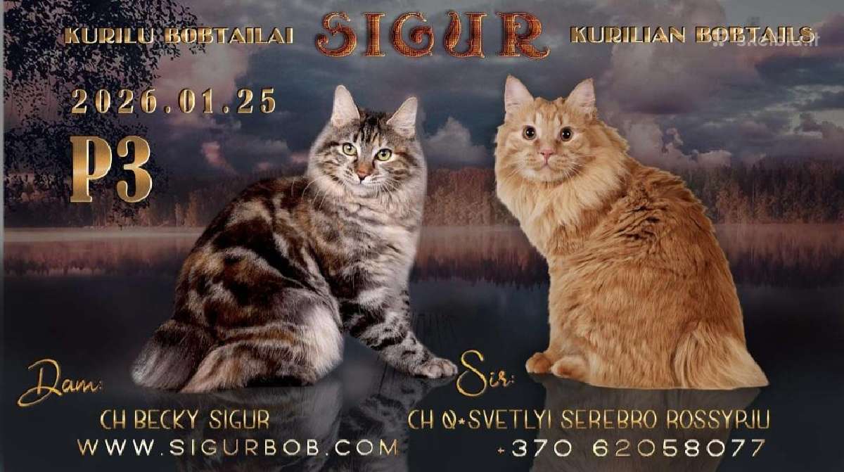 Kurilų bobteilų veislynas Sigur - kačiukai šeimai - nuotraukos Nr. 9
