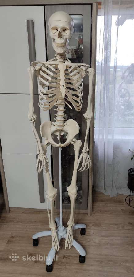 Mokomasis skeletas