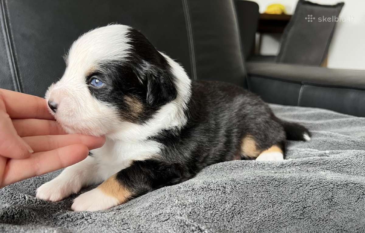Mini Aussie /Miniatiūrinis amerikos avigan. /Mas - nuotraukos Nr. 7