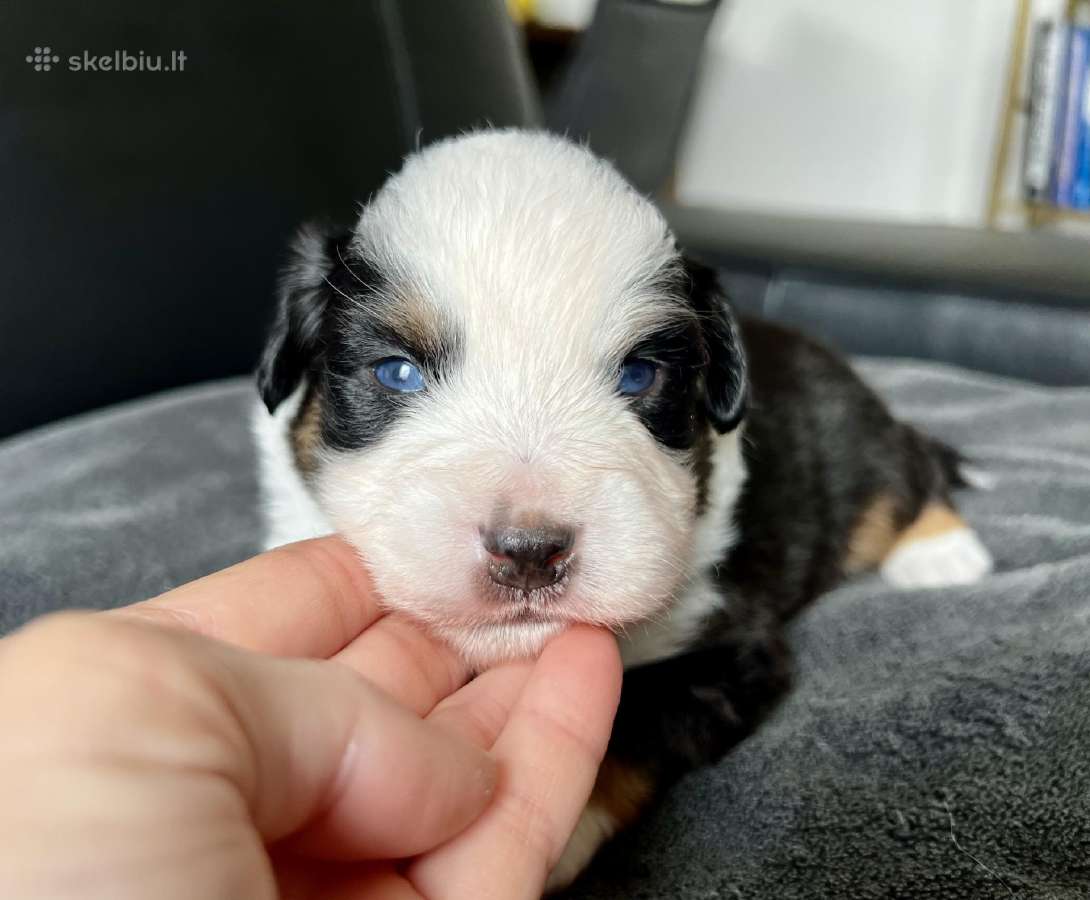 Mini Aussie /Miniatiūrinis amerikos avigan. /Mas - nuotraukos Nr. 8