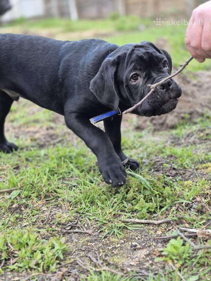 Cane Corso šuniukai iš veislyno „pašyurkhel"
