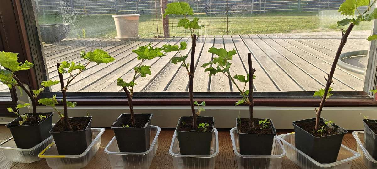 Pinot noir vynuogių sodinukai