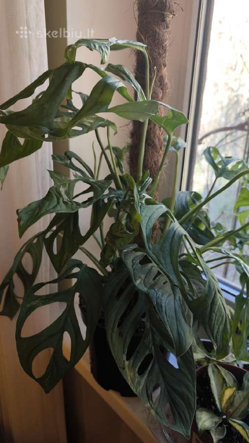 Monstera Adansonii indonesian marble variegata