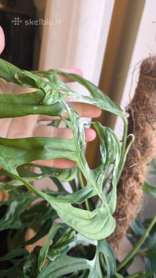 Monstera Adansonii indonesian marble variegata - nuotraukos Nr. 2