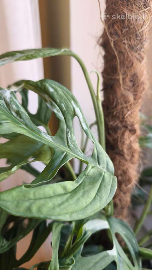 Monstera Adansonii indonesian marble variegata - nuotraukos Nr. 3