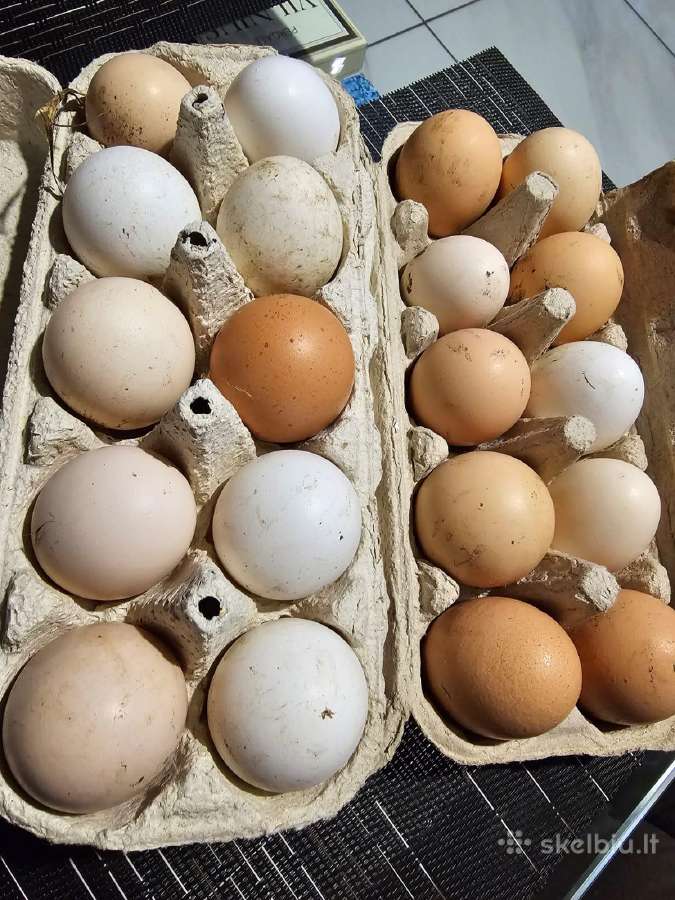 Parduodami naminių vištų kiaušiniai.