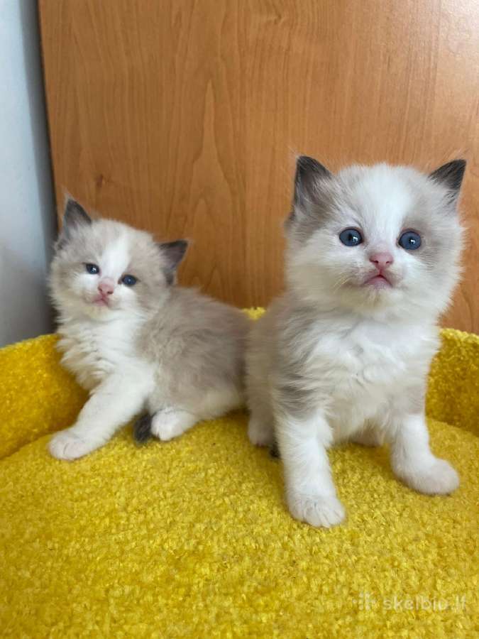 Ragdoll - nuotraukos Nr. 9