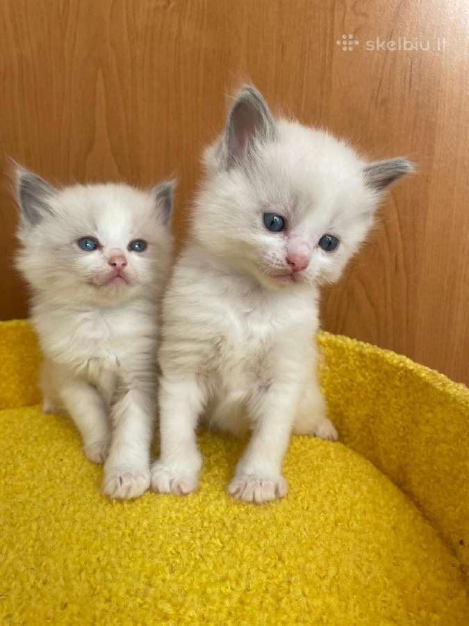 Ragdoll - nuotraukos Nr. 10
