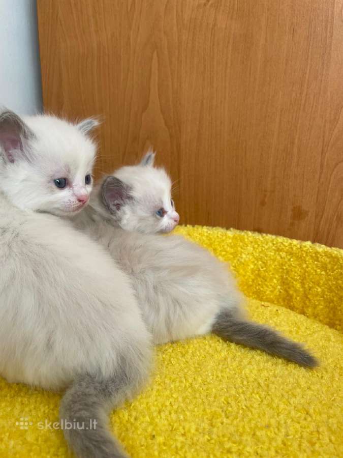 Ragdoll - nuotraukos Nr. 11
