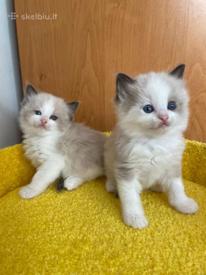Ragdoll