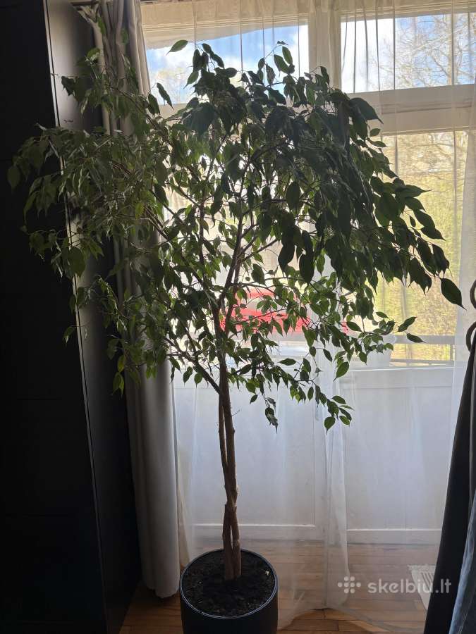 Ficus Benjamina medis virš 2 metrų