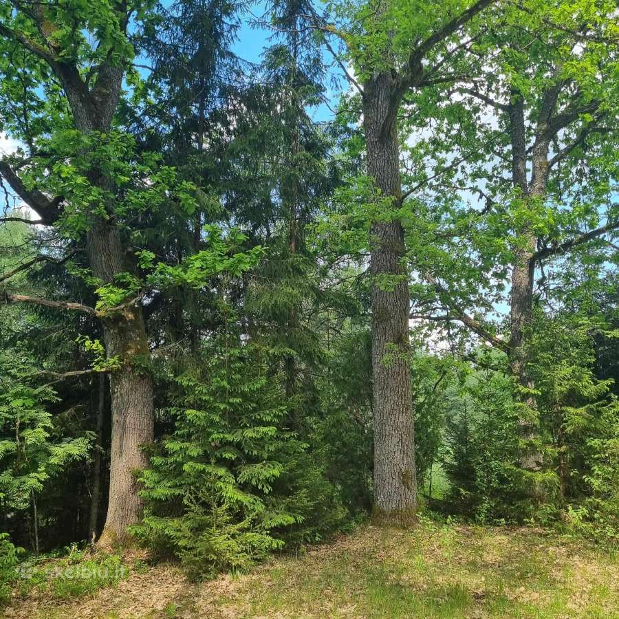Norintiems įsirengti sodą greta pušyno už Ežerėlio - nuotraukos Nr. 15