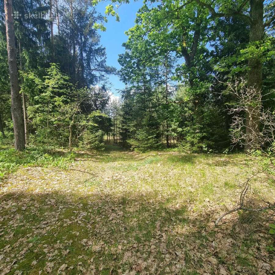 Norintiems įsirengti sodą greta pušyno už Ežerėlio - nuotraukos Nr. 16