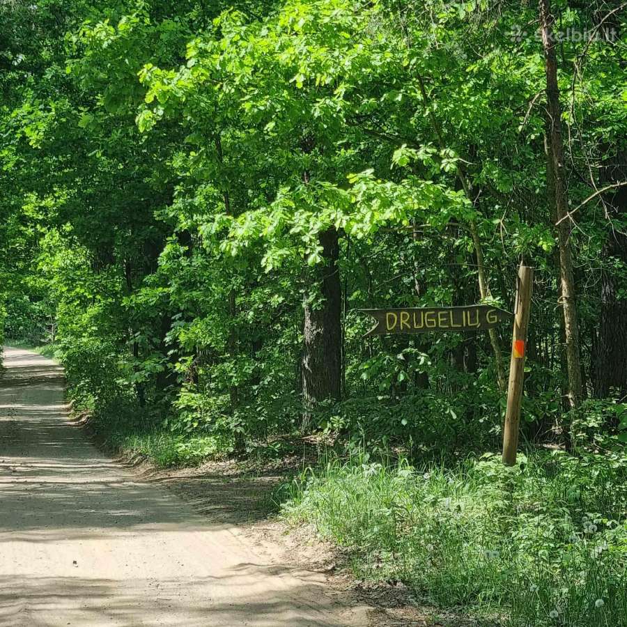 Norintiems įsirengti sodą greta pušyno už Ežerėlio - nuotraukos Nr. 19