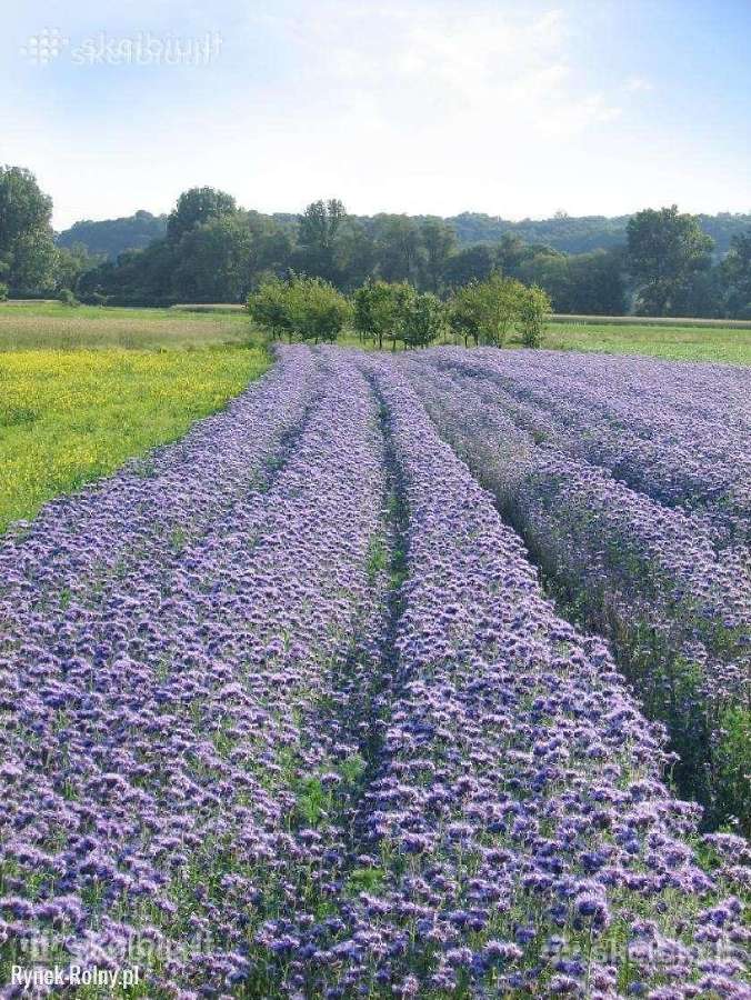 Facelija, Garstyčios, ridikai, dobilai, vikiai