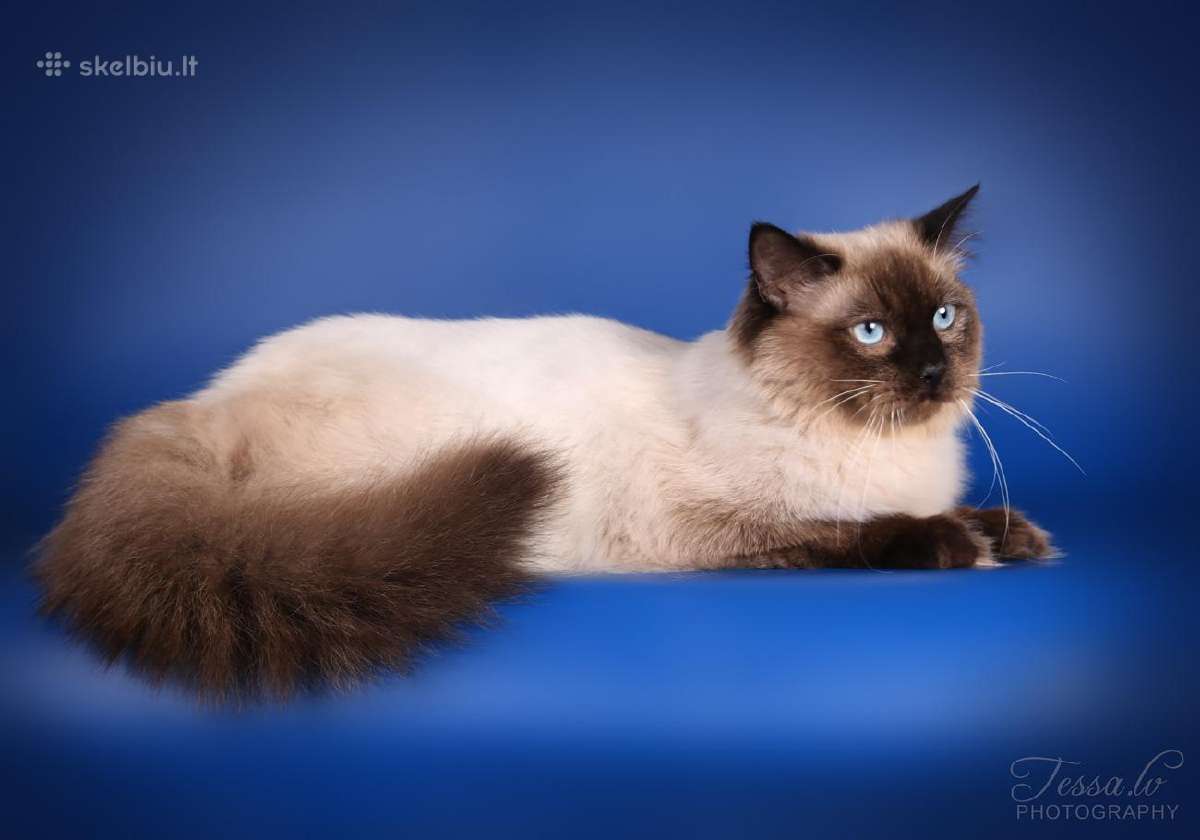 Parduodamas nuostabus Regdolo veislės katinėlis.