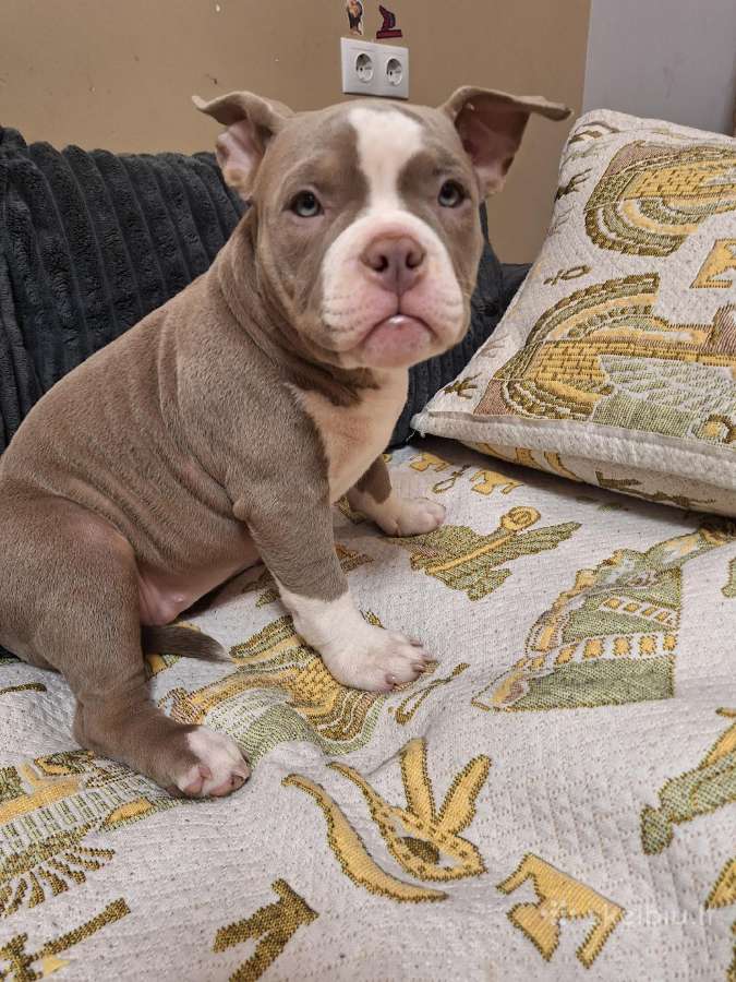 American bully pocket