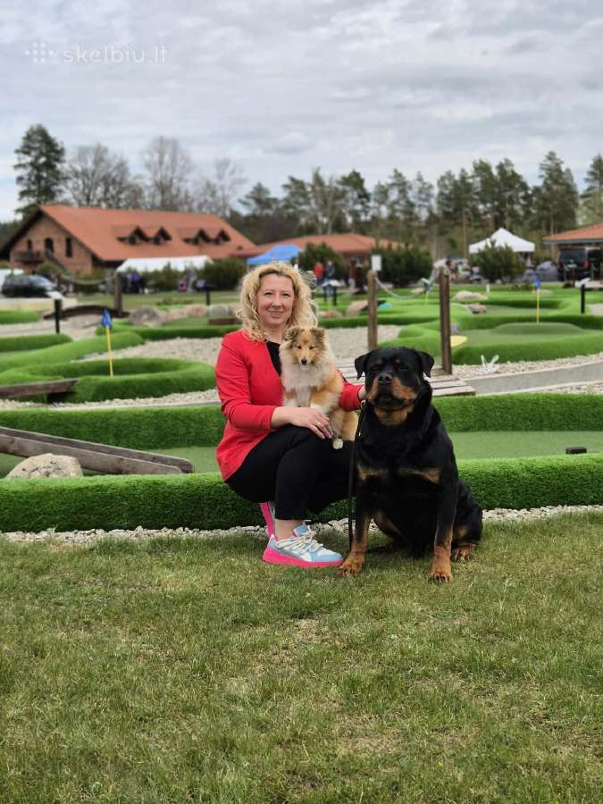 Rotveileris kergimui
