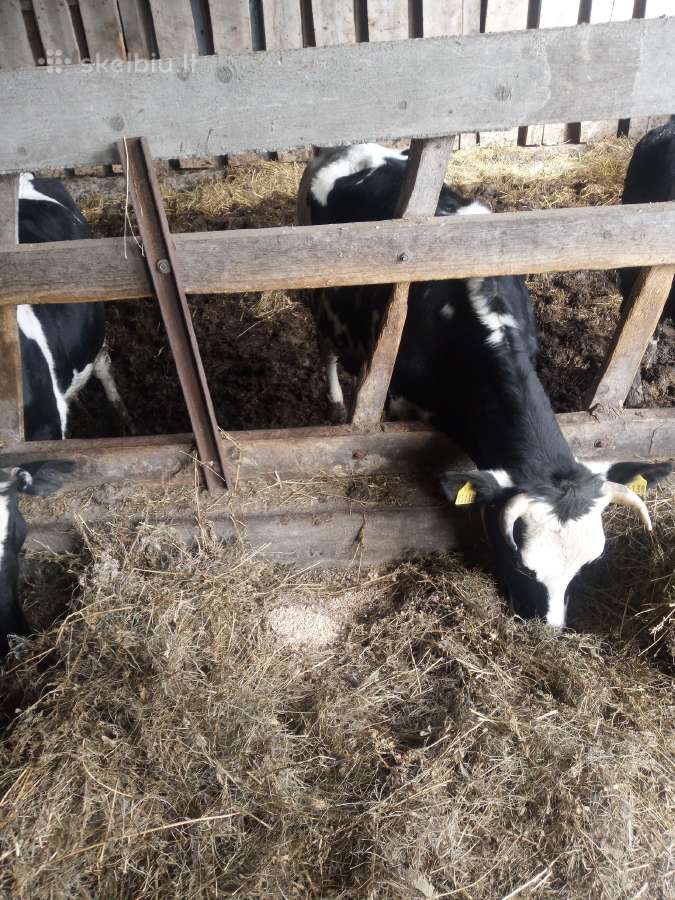 Parduodu telyčias ekologinio ūkio
