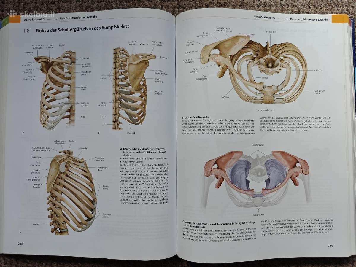 Prometheus žmogaus anatomijos atlasas - nuotraukos Nr. 2