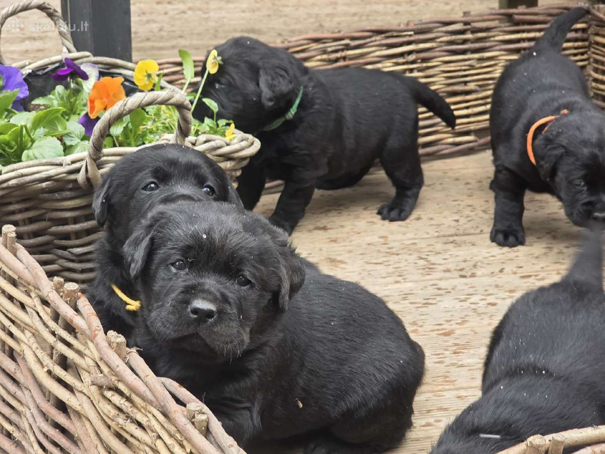 Kilmingi juodi labradorai - nuotraukos Nr. 18