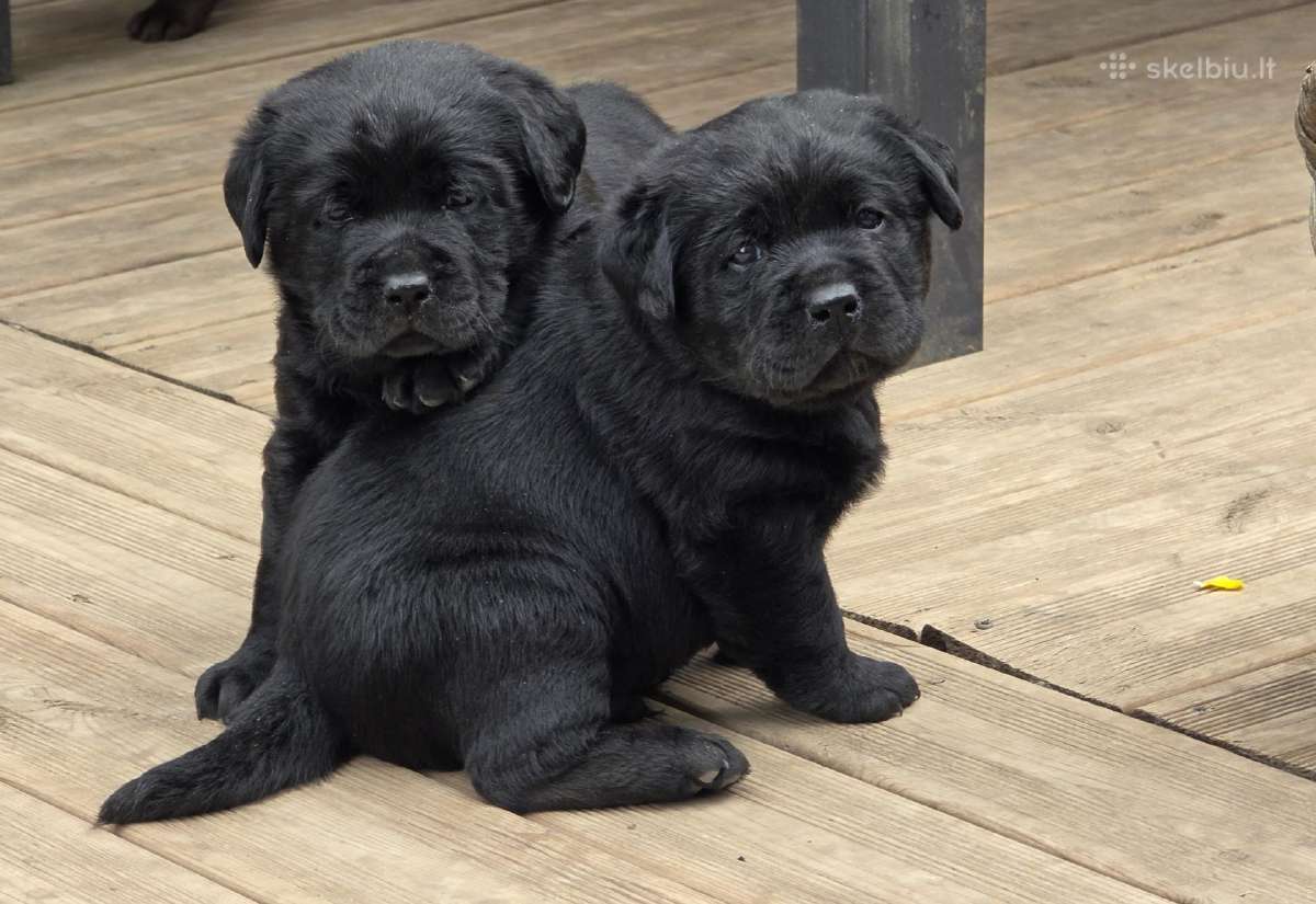 Kilmingi juodi labradorai - nuotraukos Nr. 8