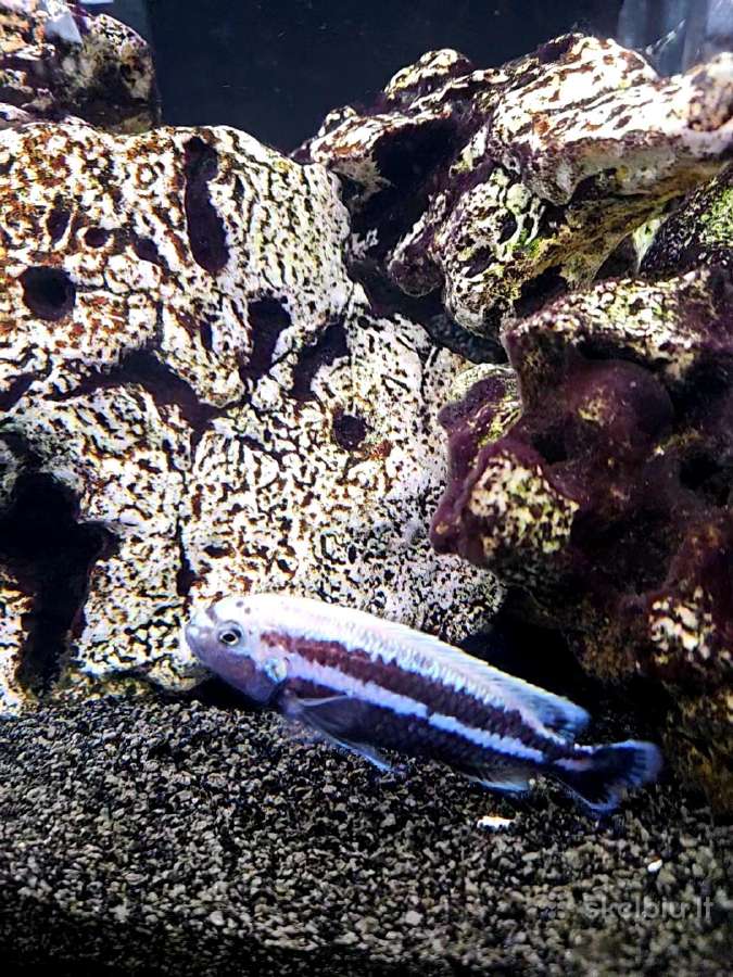 Malanochromis Auratus ciklidai