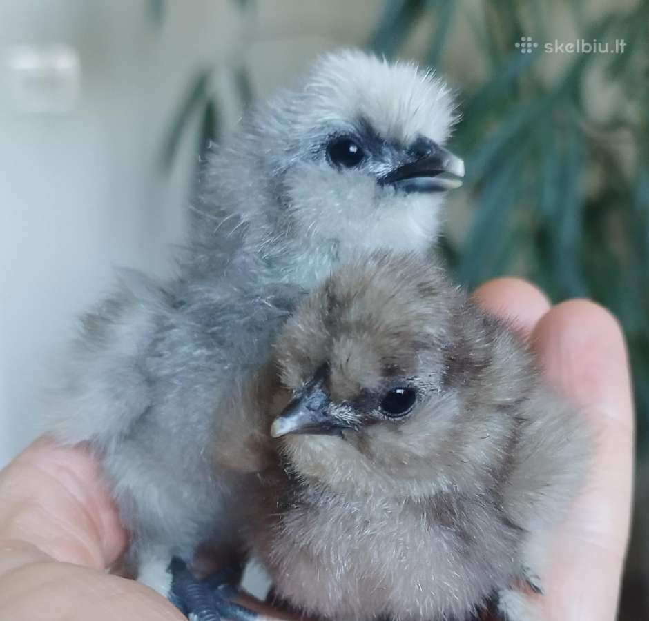 Viščiukai. Parduodu kiaušinius, viščiukus - nuotraukos Nr. 13
