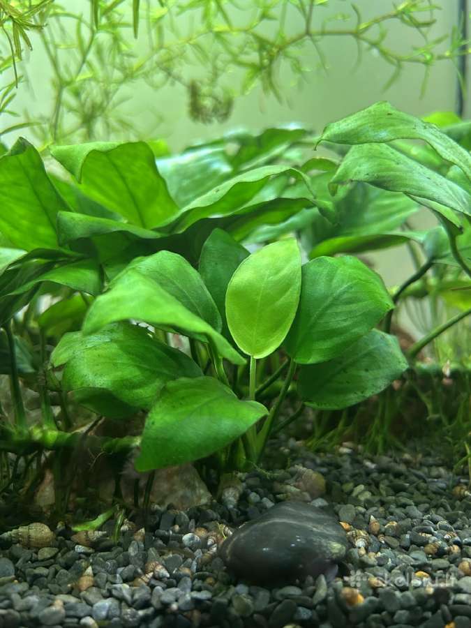Nelepūs akvariumo augalai (rinkinys)