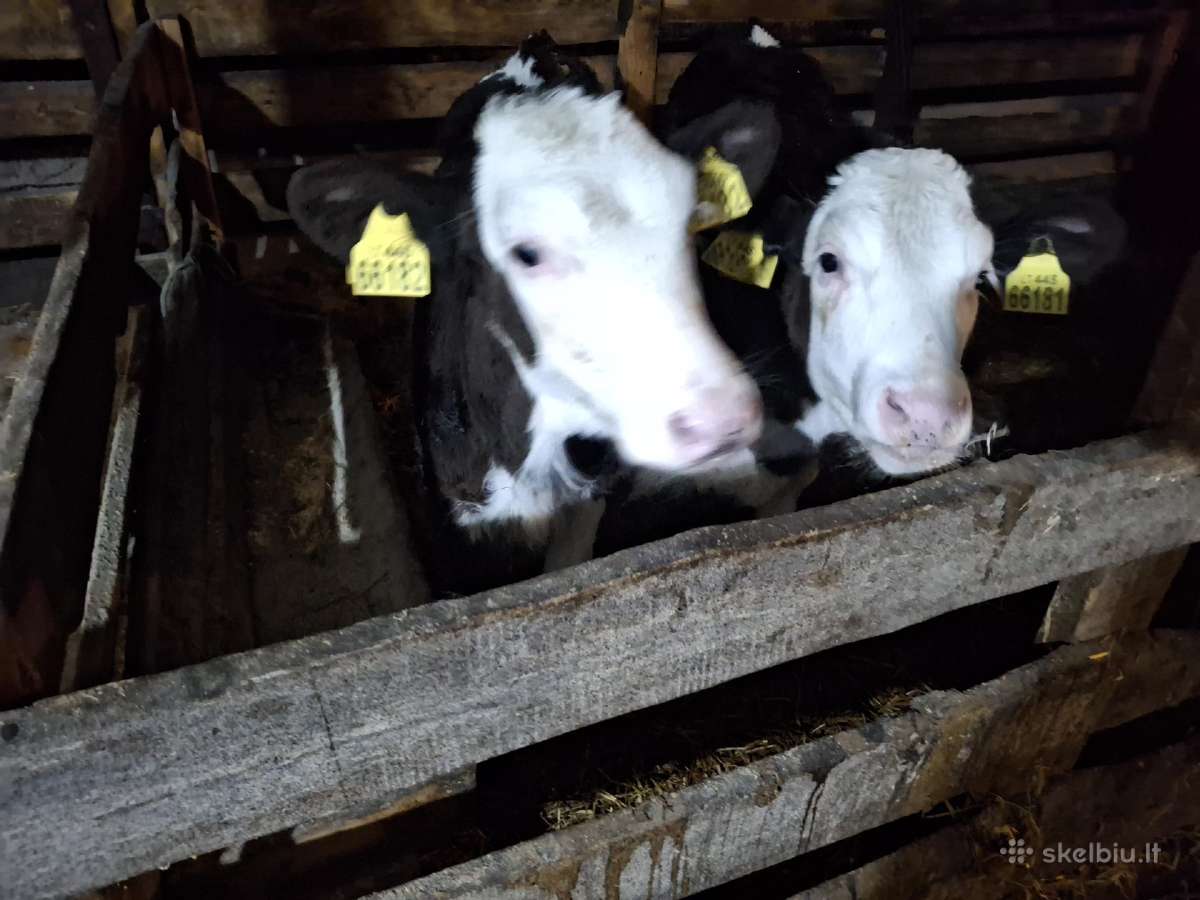 Pieninės holšteinės sementalio mišrūnės 4 mėn