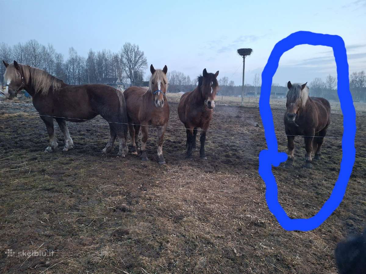 Eržiliukas ir Eržilas - nuotraukos Nr. 3