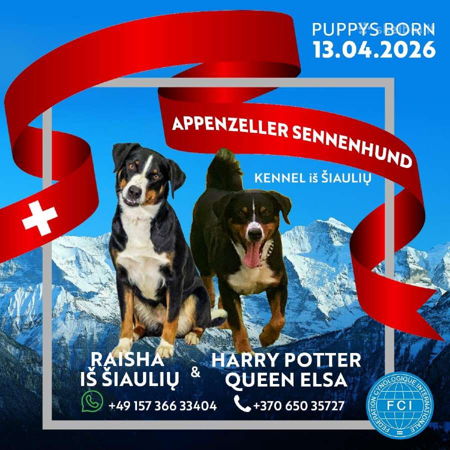 Apencelio zenenhundai - nuotraukos Nr. 11