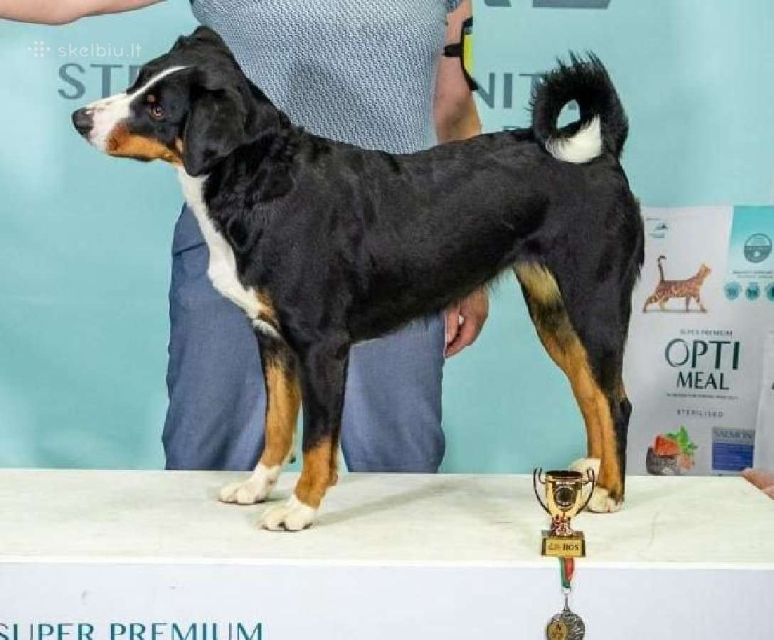 Apencelio zenenhundai - nuotraukos Nr. 7