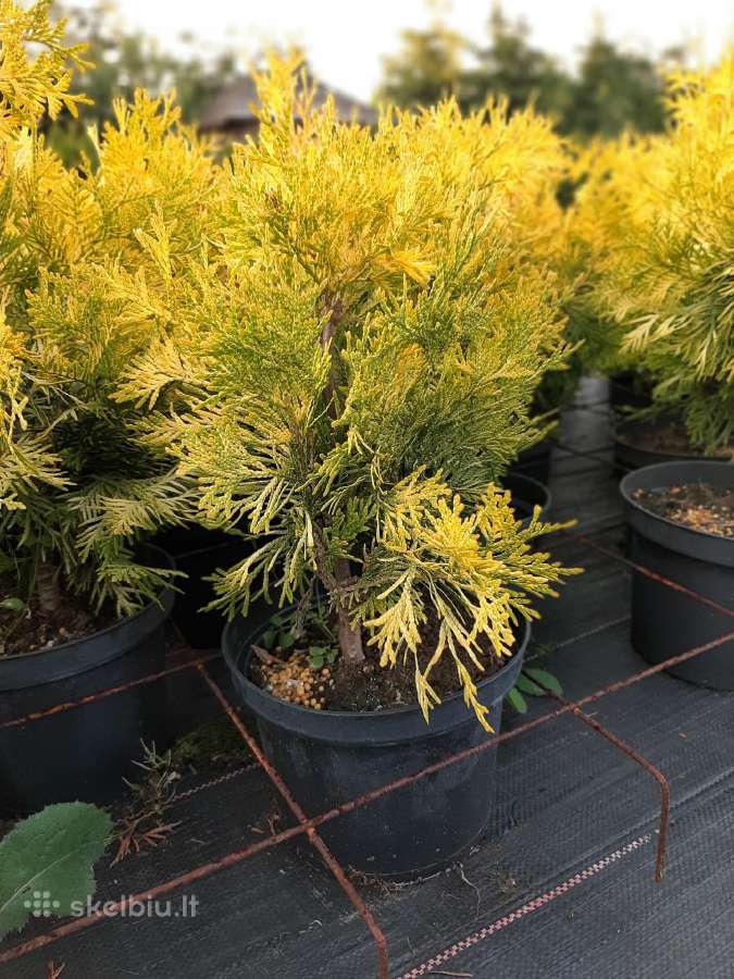 Tujos Yellow Ribbon - ryškiaspalvėms gyvatvorėms - nuotraukos Nr. 3